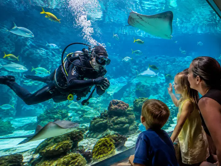Try an Aquarium Dive experience