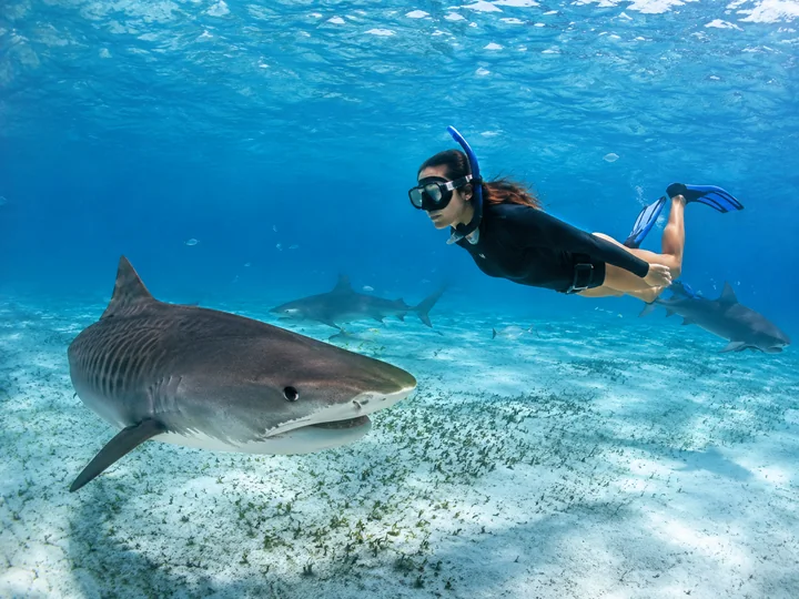 Swim with Sharks experience