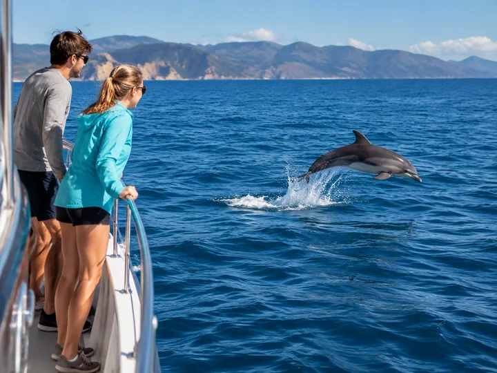 Go Dolphin Watching experience