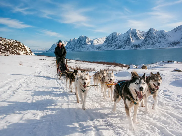 Go Dog Sledding experience