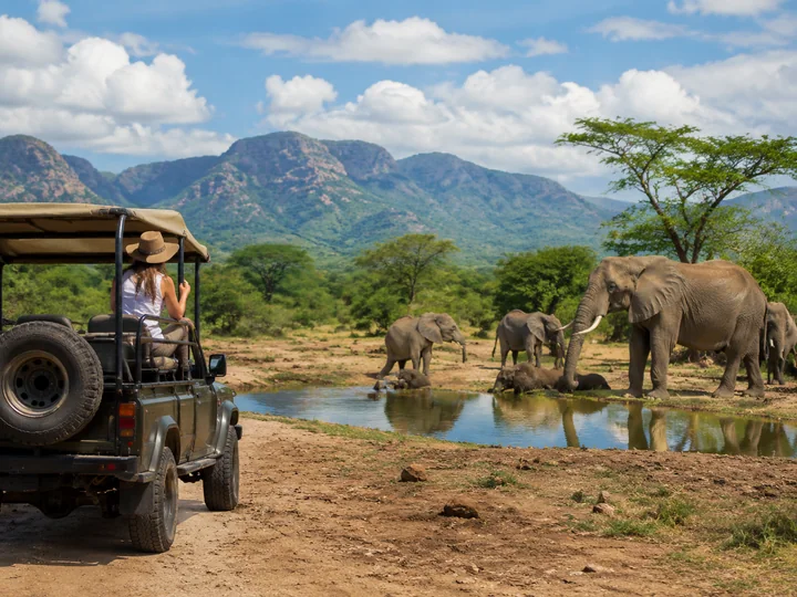 Go on a Wildlife Safari