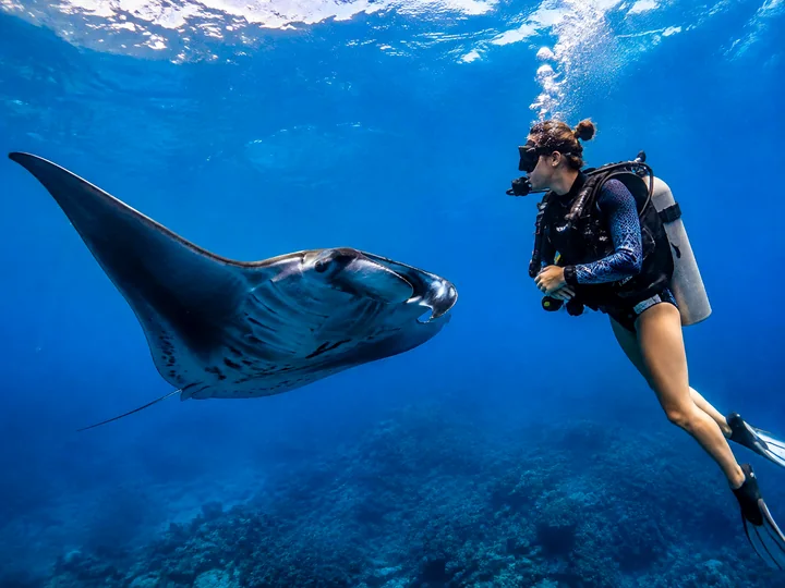 Dive with Manta Rays experience