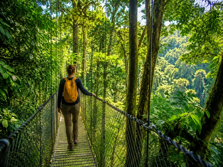 Walk Through the Forest Canopy experience