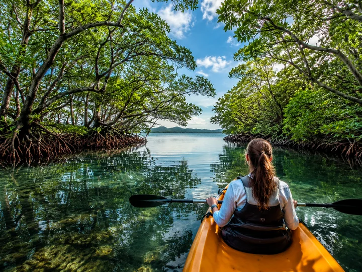 Explore Mangroves experience
