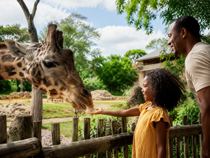 Visit a Zoo experience